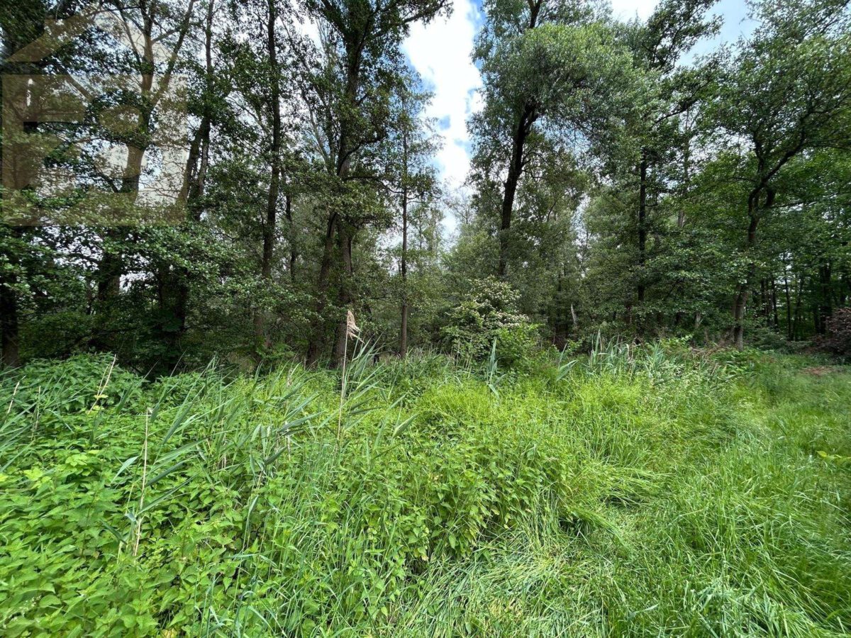 Mischwald