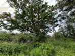 Mischwald
