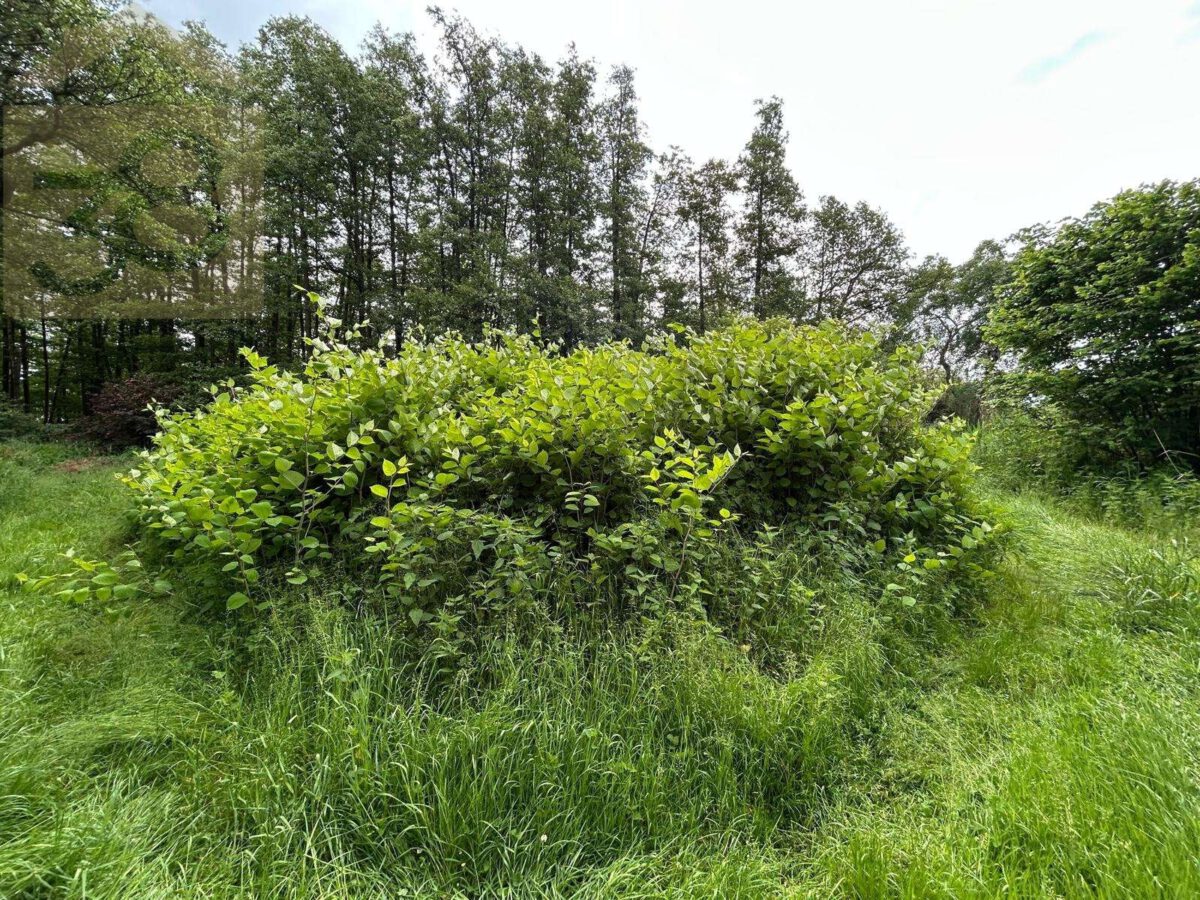 Mischwald